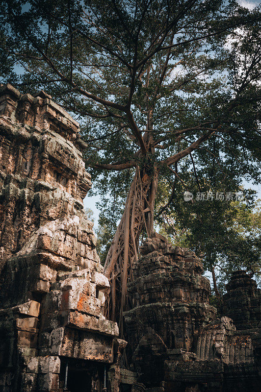 在柬埔寨吴哥，长满杂草的Ta Prohm寺庙遗址